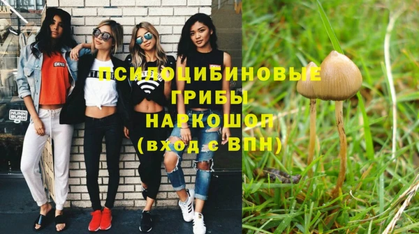 хмурый Аркадак